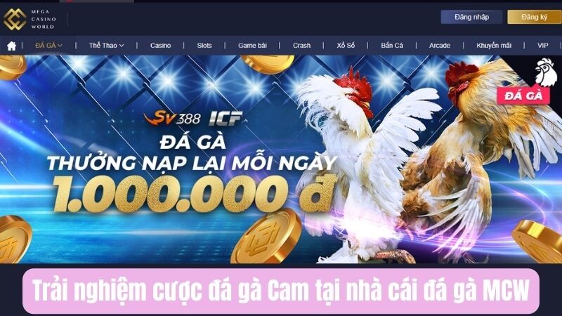 Trải nghiệm cược đá gà Cam tại nhà cái đá gà MCW