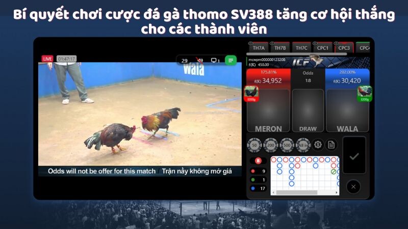 Bí quyết chơi cược đá gà thomo SV388 tăng cơ hội thắng cho các thành viên