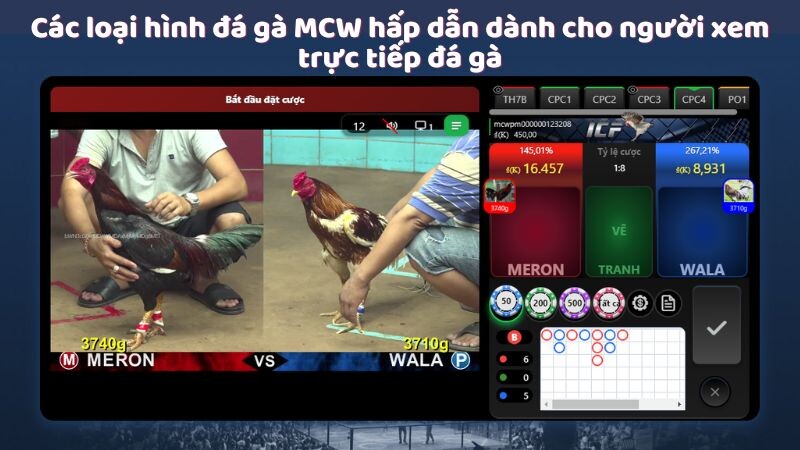 Các loại hình đá gà MCW hấp dẫn dành cho người xem trực tiếp đá gà