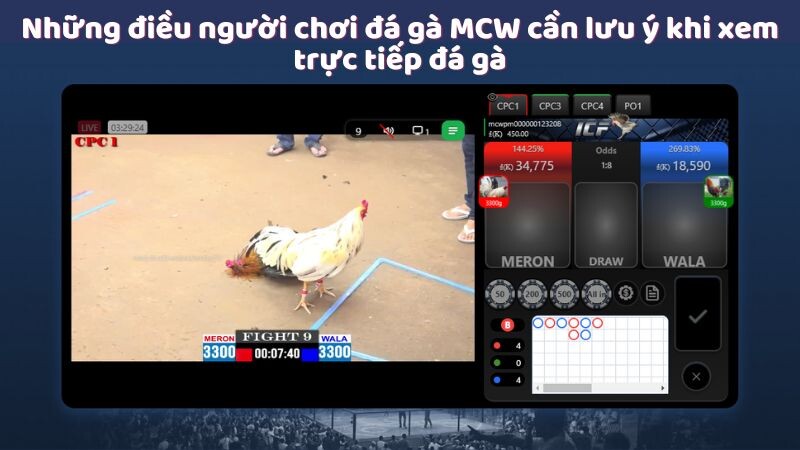 Những điều người chơi đá gà MCW cần lưu ý khi xem trực tiếp đá gà