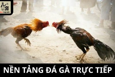 Nền Tảng Đá Gà Trực Tiếp – Các Ưu Điểm Nổi Bật Nhiều Anh Em Yêu Thích