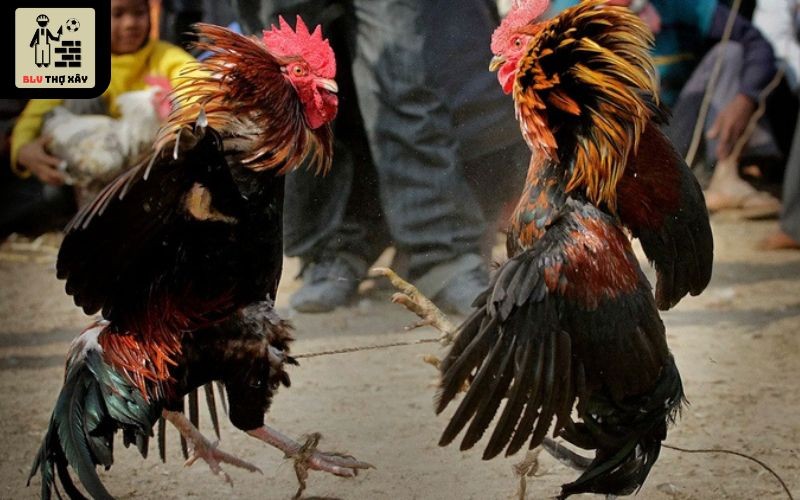 Người chơi có thể chat giao lưu cùng những anh em cùng đam mê khác