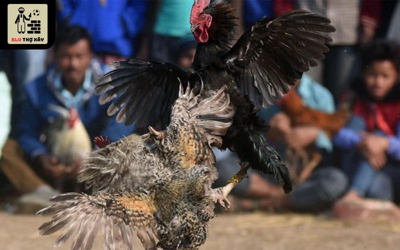 Xem và đặt cược cảm giác như đang tại trường gà